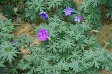 Geranium x sanguineum ,Tiyn Monster,.webp