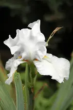 Irisweiß.webp