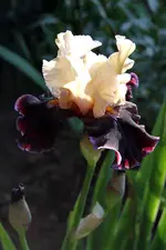 IrisFinalist.webp