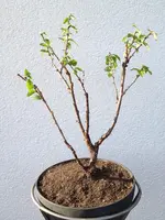 bonsai1jpg.webp