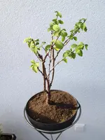 bonsai3.webp