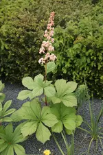 Schaumblüte.webp