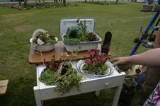 Sempervivum.webp