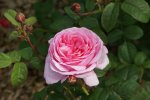 Strauchrose ,Flashlight,.jpg