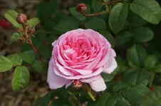 Strauchrose ,Flashlight,.webp