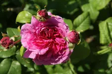 Strauchrose ,Young Lycidas,.webp