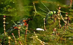 blgr_Mosaikjungfer_Weibchen_Beute_Shubi_1024.webp