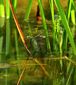blgrMosaikjungfer_Weichen laicht ab_700.webp