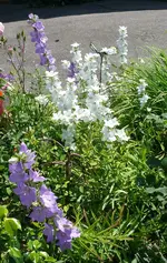 Blumen1.webp