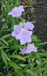 Blumen2.webp