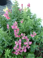 Blumen3.webp