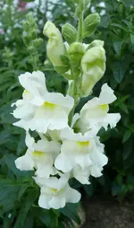Blumen4.webp
