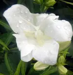 Blumen Glockenblumen1.webp