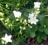 Blumen Glockenblumen.webp