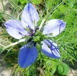 Blumen gretel in Blumen.webp