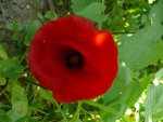 Blumen Mohn1.JPG