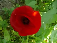 Blumen Mohn1.webp