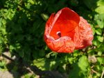 Blumen Mohn.JPG