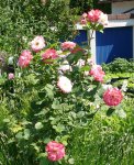 Blumen Rose11.JPG
