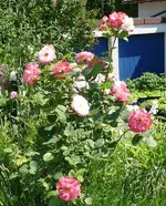 Blumen Rose11.webp