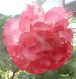 Blumen Rose.webp