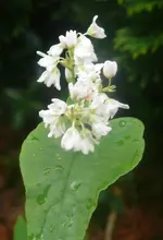 Blumen.webp