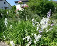 Blumenbeet.webp