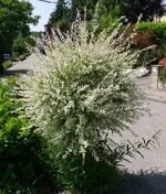 Zwergweide.webp