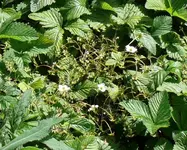 Moschuserdbeeren nah.webp