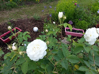20130614_145427.webp