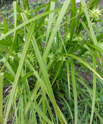 20130614_145045.webp