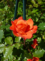 P1090884.webp