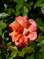 P1090885.webp