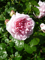 P1090889.webp