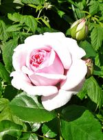 P1090890.webp