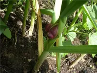 Knoblauch_Brut.webp