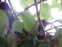 13-06-17 Nest Geissblatt.webp