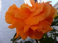 P1060586.webp