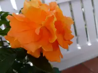 P1060585.webp