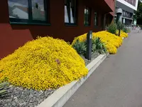 Überfluss in Gelb.webp