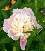 DSC_5455_Pfingstrose.webp