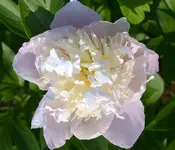 DSC_5456_Pfingstrose.webp
