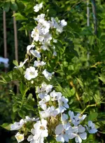 DSC_5466_Rose.webp