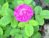 DSC_5470_Rose_de_Resht.webp