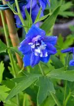 DSC_5545_Rittersporn.webp