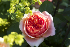 IMG_1803.webp