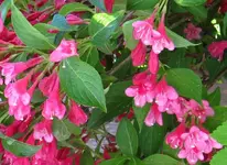 blueten-pink.webp