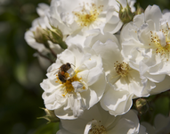 IMG_1812.webp