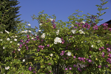 IMG_1804.webp