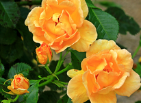Maigold2_1024.webp